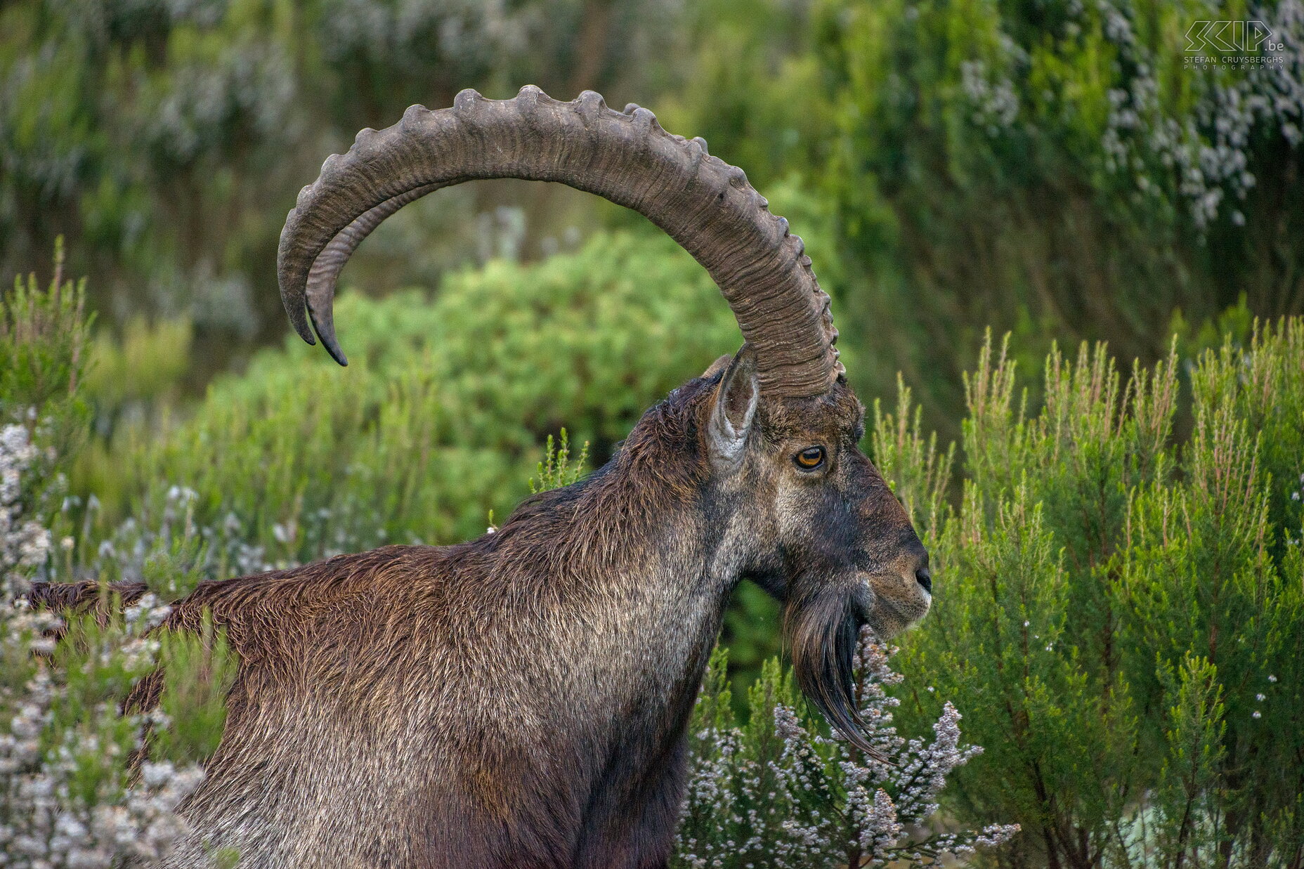 Simien Mountains - Ghenek - Male Walia ibex A big male Walia ibex (Capra walie) with its massive horns. Stefan Cruysberghs